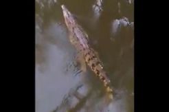 Geger, 2 Ekor Buaya Muncul ke Permukaan Sungai di Serang