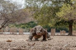 BI Catat Turis Timor Leste Dominasi Kunjungan Wisata ke NTT