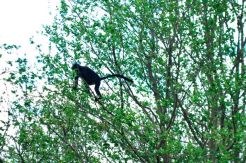 Kelaparan, Habitat Lutung Jawa di Bekasi Terancam Punah