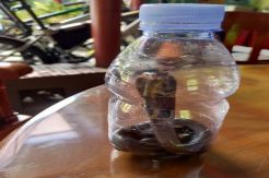 Ular Kobra Bermunculan dan Masuk Rumah, Warga Subang Ketakutan