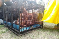 3 Orangutan Ini Ditemukan Warga Pekanbaru di Dalam Kardus