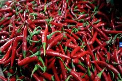 Luar Biasa, Harga Cabai Merah Melonjak Rp30 Ribu Perkilogram di Indramayu