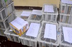 Penyeludupan Burung Langka dari Jambi Digagalkan di Lampung