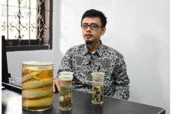 Banyak Ular Kobra Muncul saat Musim Hujan karena Fakto Cuaca