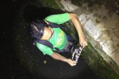 Masuk Pemukiman Warga di Tangsel, Puluhan Anak Ular Kobra Ditangkap