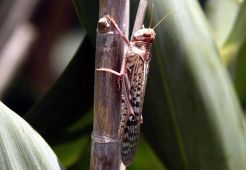 Belalang Hancurkan 70.000 Hektare Lahan Pertanian di Somalia