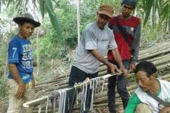 Warga Pangandaran Temukan 35 Ekor Anak Ular King Kobra