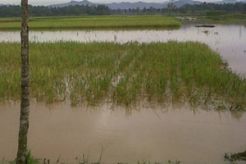 Puluhan Hektare Tanaman...
