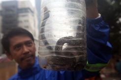 4 Anak Sanca Ditemukan di Kemang, Induk 6 Meter Masih Berkeliaran