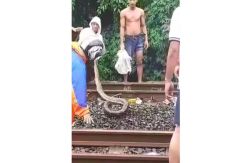 Heboh Banjir di Bintaro, Warga Temukan Ular Sanca Sepanjang 4 Meter