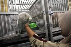 Dinas KPKP DKI Sediakan Tempat Penitipan Hewan Peliharaan Korban Banjir