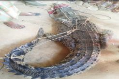 Sering Resahkan Warga, Buaya Muara Ditangkap Gunakan Jerat Tambang