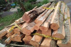 Dua Pencuri Spesialis Kayu Dibekuk Polres Pandeglang