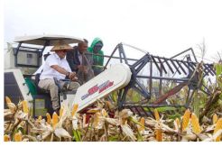 Pemkab Muba Kembangkan Varietas Jagung Ketan