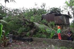 Dua Rumah Rusak Parah Tertimpa Pohan Tumbang