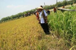 Pemerintah Dorong Lahan Pertanian dan Pangan Berkelanjutan di Daerah
