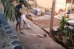 Berkeliaran di Permukiman, Ular Sanca 2,5 Meter Ditangkap Warga