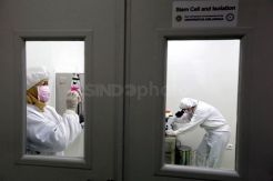Stem Cell, Tabungan...