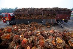 Redam Konflik Sawit, India dan Malaysia Akan Bertemu di Davos
