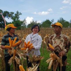 Pasokan Jagung untuk Pakan Awal Tahun 2020 Aman