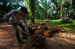 Harga Minyak Sawit Berjaya, Daerah Menuntut Bagi Hasil Keuntungan