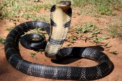 Ahli Sebut Terinfeksi Virus Corona China Seperti Kena Bisa Ular King Cobra