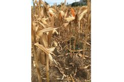 Digitalisasi Pertanian untuk Petani Indonesia