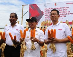 Produksi Jagung Petani Binaan Bayer di Sigi Capai Target