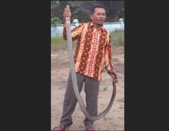 Sekdes Ini Berani Jinakkan Ular King Cobra yang Masuk Area Kantor Desa