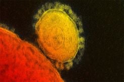Indian Govt Mocked Online for Advising Sesame Oil Drops for Preventing Coronavirus