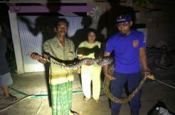 Hendak Makan Ayam, Ular Piton 3 Meter Ditangkap Tim Animals Rescue