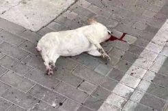 Takut Virus Corona, Warga China Lempar Anjing dan Kucing dari Apartemen