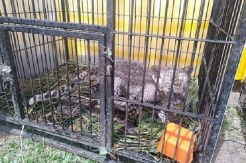 Sakit Dalam, Anak Leopard yang Diperdagangkan Ilegal Mati di Penitipan