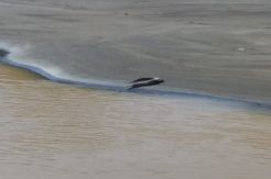 Waduh, Seekor Buaya Berkeliaran di Kawasan Wisata Sanur Bali