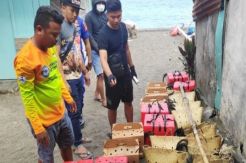 59 Ekor Ayam Ilegal dari Filipina Diamankan Aparat