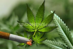 Terungkap Ganja Sintetis Dijual Rp400 Ribu-Rp2 Juta