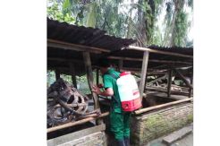 Kementan Pastikan Pengendalian ASF Tidak dengan Pemusnahan Massal Babi