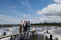 Investor Adopsi Percontohan Tambak Udang KKP di Pasangkayu