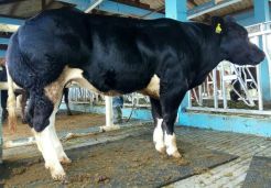 Kementan Berhasil Produksi Embrio Sapi Belgian Blue Murni Pertama di Indonesia