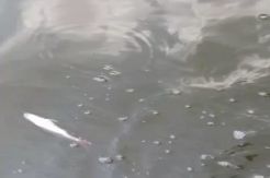 Banyak Bangkai Ikan di Perairan Kolo Diduga Akibat Pencemaran BBM MFO