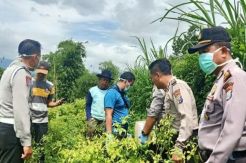 Tragis, Maling Cabe Ini Ambruk Kena Tembakan Senapan Angin