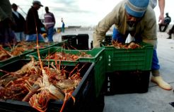 Para Penangkap Lobster Afrika Selatan Merugi Akibat Covid-19