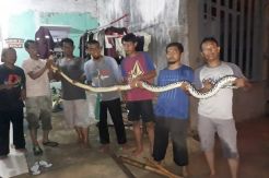 Banjir, Ular Sanca dan Buaya Hantui Warga Cahaya Darussalam 2 Bekasi