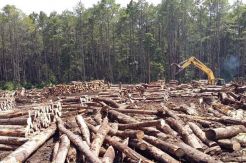 Walhi Nilai UU Cipta Kerja Lemahkan Perlindungan Lingkungan