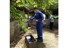 Kementan Jelaskan Penanganan Kasus Kematian Babi di NTT