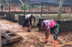 Pemulihan Pasca-bencana di Sukajaya, Petugas Gabungan Tanam 141.218 Vertiver