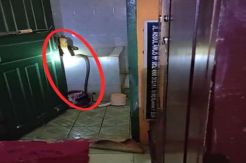 Hendak Wudu, Hartini Kaget Ada Ular Kobra Nangkring di Bak Kamar Mandi