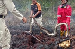 Induk Ular Piton Mati saat Lindungi Anak dan Telurnya di Lokasi Karhutla