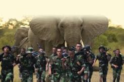 Usir Gajah Liar yang Mengamuk, Prajurit TNI di Sumsel Tewas Diinjak
