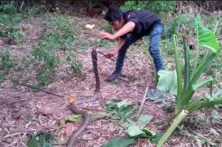 King Kobra Sepanjang 3 Meter Bersama 47 Telurnya Diamankan Warga